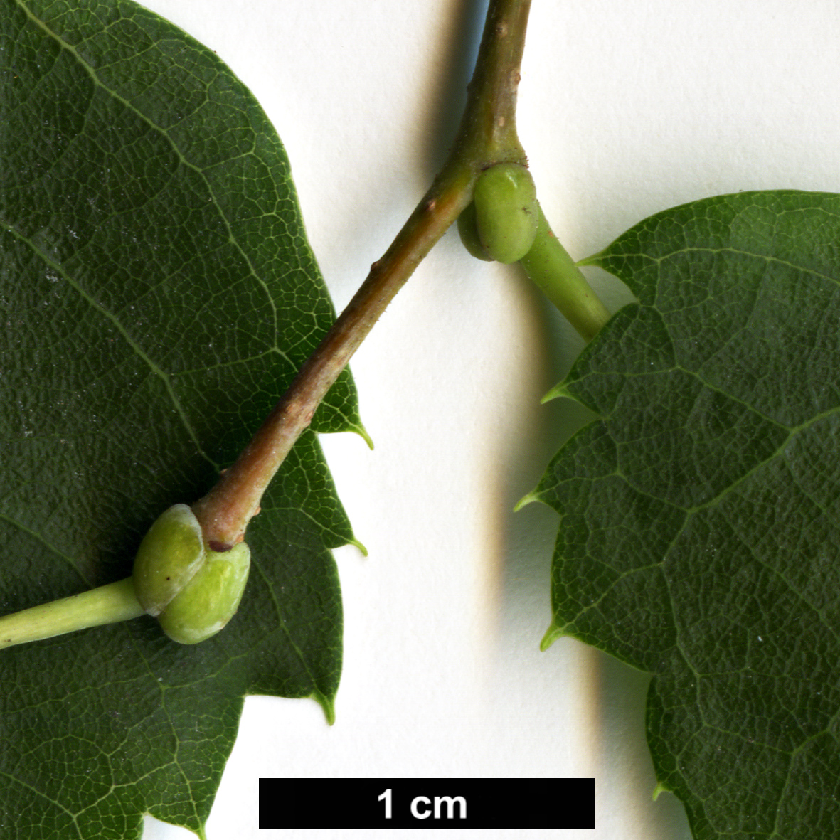 High resolution image: Family: Malvaceae - Genus: Tilia - Taxon: mongolica 